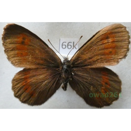Erebia euryale (Esper, 1805) female Górówka euriala Slovenia66k
